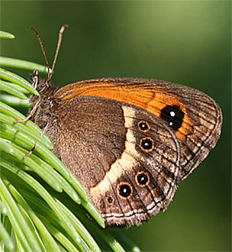 Réf. 18 207 : Pyronia bathseba