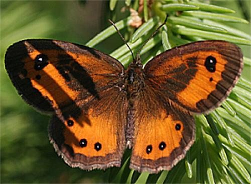 Réf. 18 218 : Pyronia bathseba