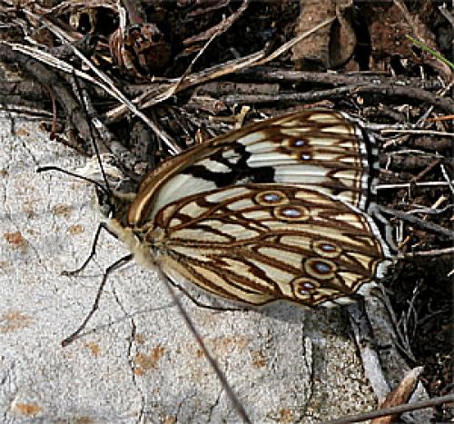 Melanargia occitanica