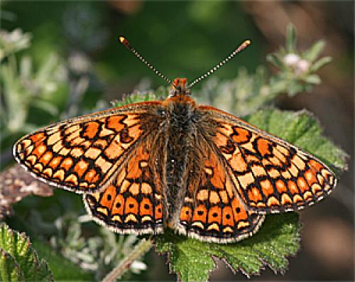 Réf. 18 246 : Euphydryas aurinia