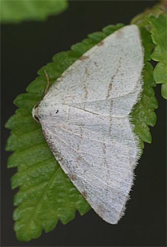 Stegania trimaculata