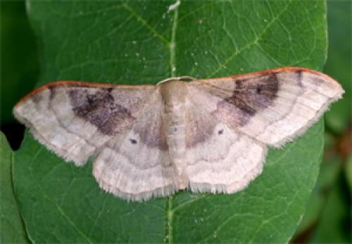 Idaea degeneraria