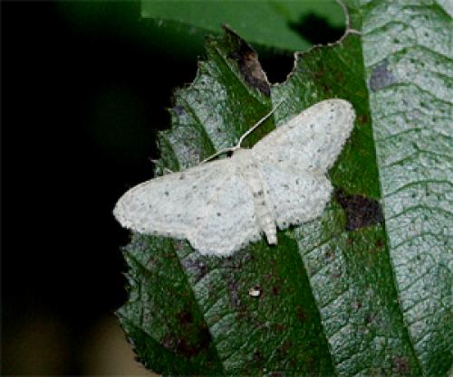 Idaea seriata