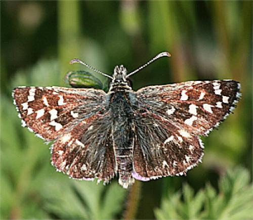 Pyrgus malvoides