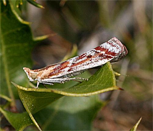 Réf. 18 527 : Ancylosis cinnamomella