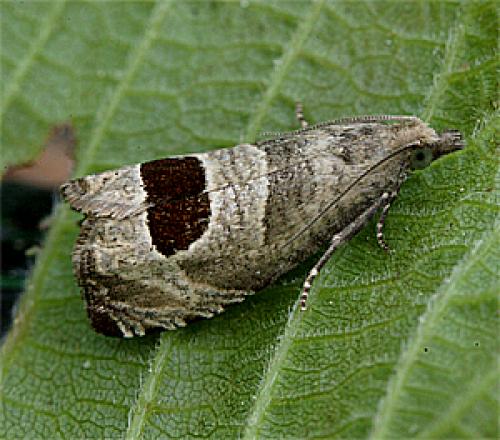 Réf. 18 862 : Notocelia uddmanniana