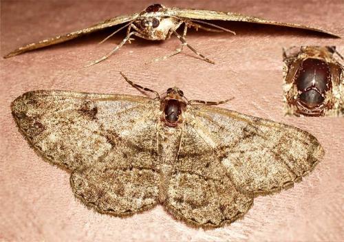 Peribatodes rhomboidaria