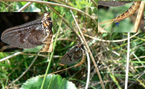 Ephemera vulgata