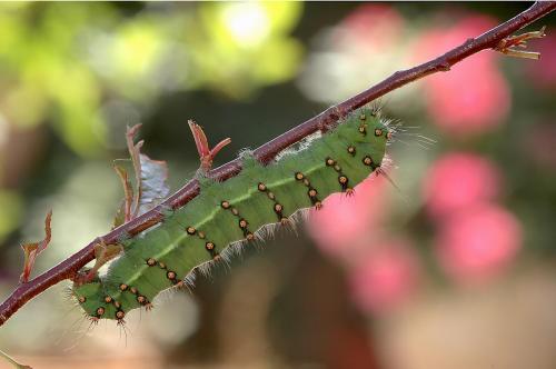Saturnia pavonia