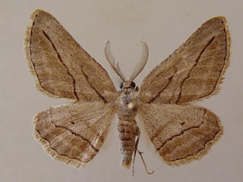 Afriberina haroldi