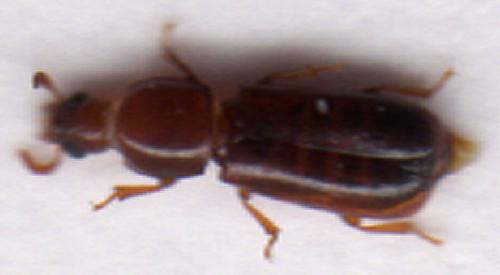 Corticeus pini