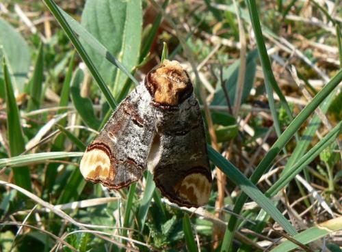 Phalera bucephala