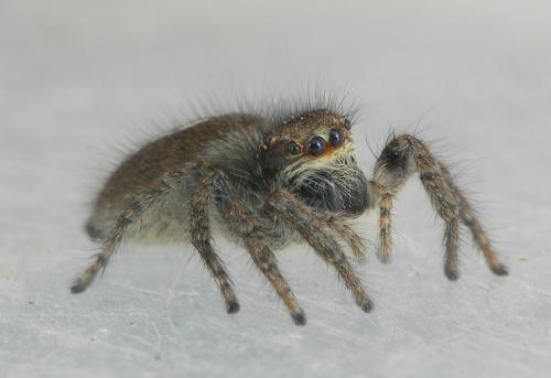 Philaeus chrysops