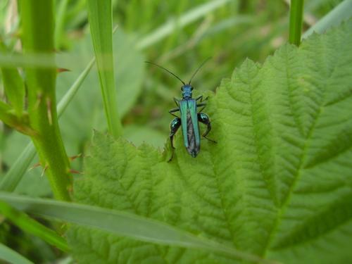 Oedemera nobilis
