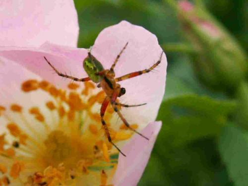 Araniella sp.