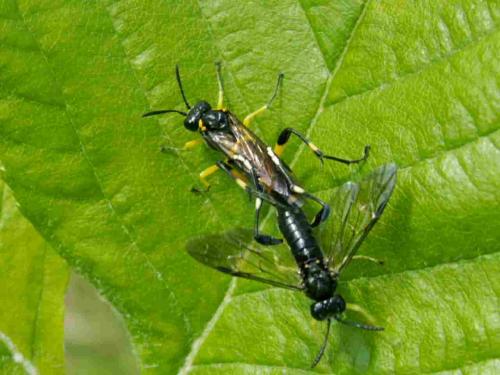 Macrophya montana