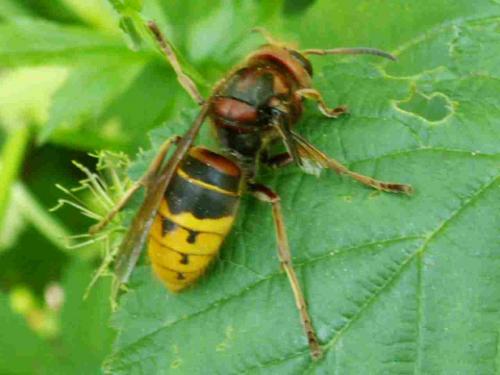 Vespa crabro