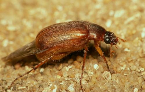 Triodontella aquila
