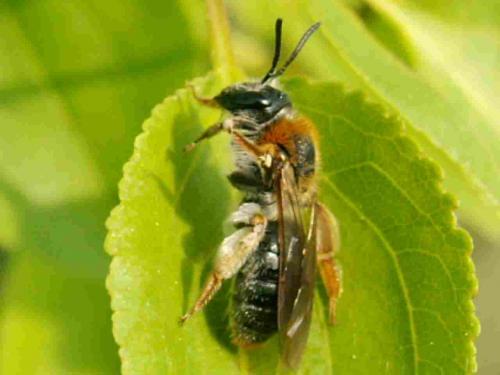 Andrena haemorrhoa