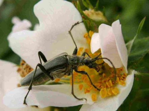 Stenocorus meridianus