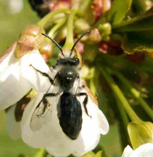 Andrena sp.