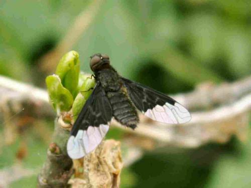 Hemipenthes morio