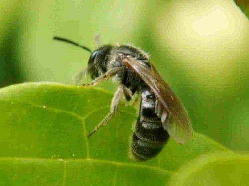 Lasioglossum sp.
