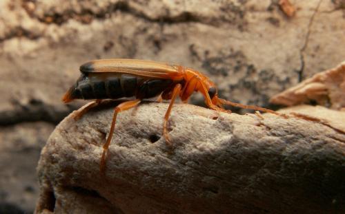 Nacerdes melanura
