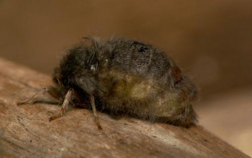 Orgyia recens