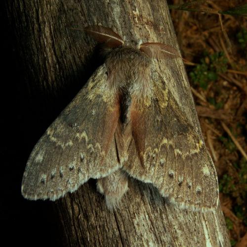 Stauropus fagi