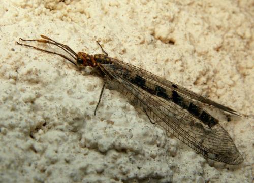Réf. 18 963 : Megistopus flavicornis
