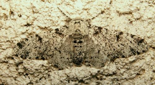 Biston betularia