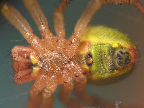 Araniella cucurbitina