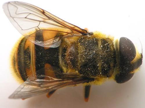 Myathropa florea
