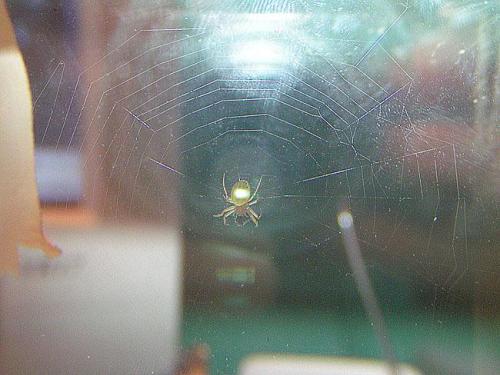 Araniella cucurbitina