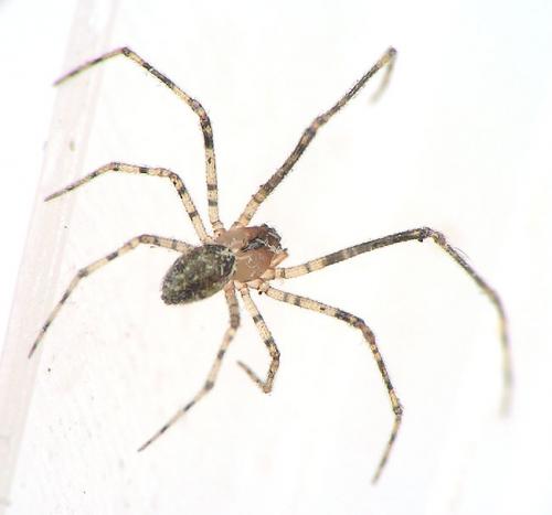 Platnickina tincta