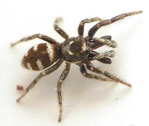 Réf. 18 195 : Salticus scenicus