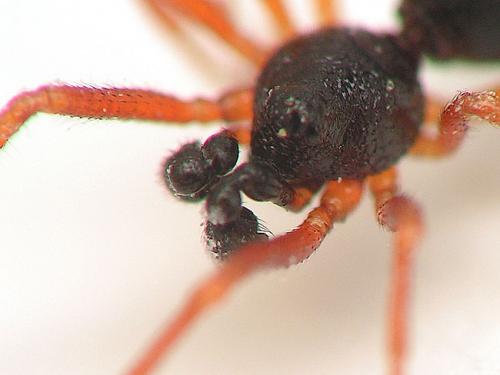 Crustulina sticta