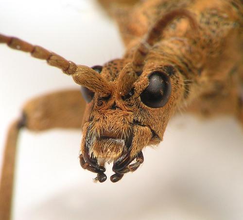 Rhagium sycophanta