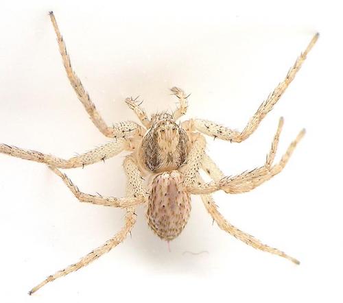 Philodromus dispar