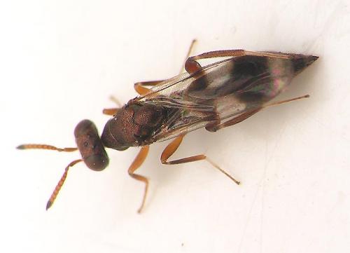 Réf. 18 208 : Cleonymus sp.