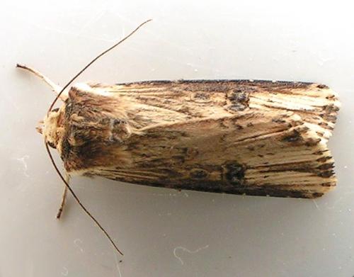 Réf. 18 228 : Axylia putris