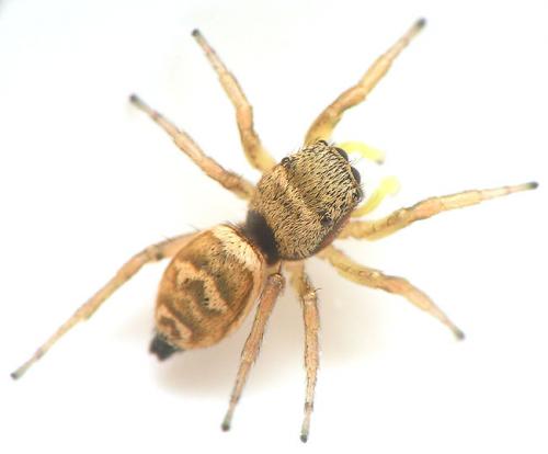 Heliophanus tribulosus