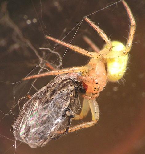 Araniella cucurbitina