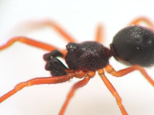Crustulina sticta