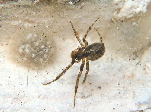 Zygiella x-notata
