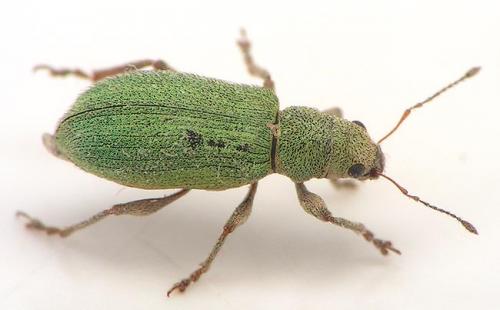 Pachyrhinus lethierryi