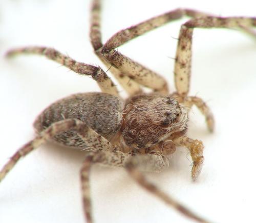Philodromus sp.