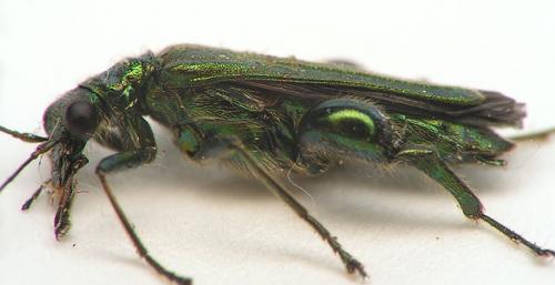 Oedemera nobilis