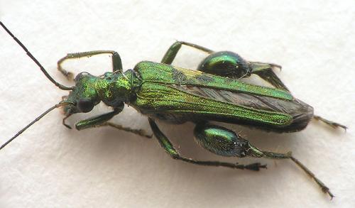 Oedemera nobilis